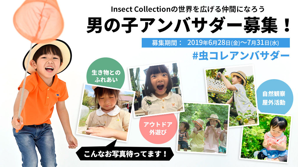 insect-collection_ambassador_boy